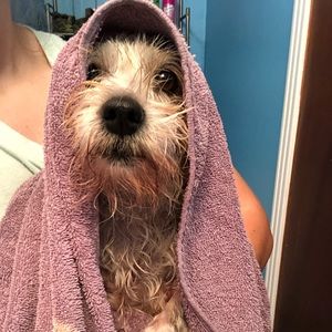 Meet your Posher, Mattie